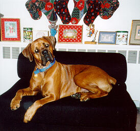 Christmas Dodger, 1998