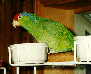 Saba, green-cheeked Amazon