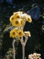 Flores de frailejn