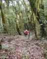 Start of jungle