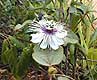 Flor silvestre