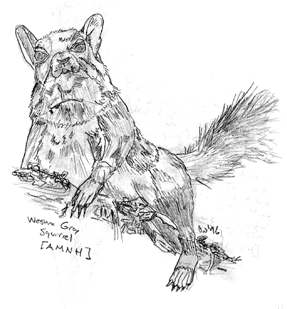 Western Gray Squirrel