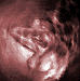 Bloody Venus